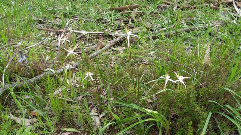 Caladenia argocalla photo 6