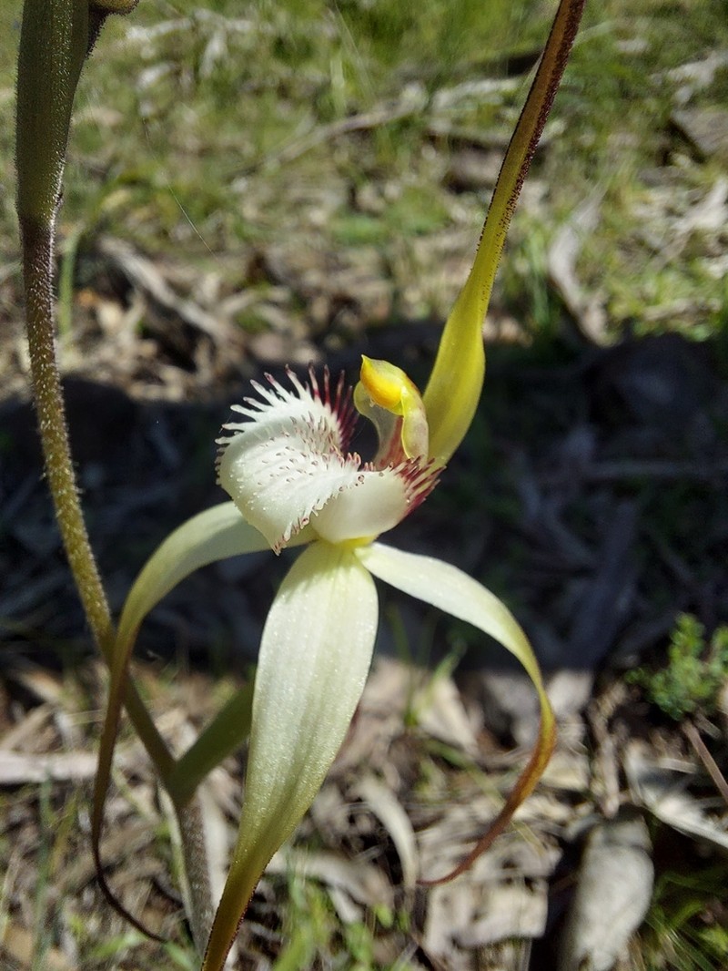 Caladenia argocalla photo 7