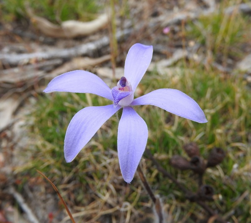 Caladenia ashbyae
