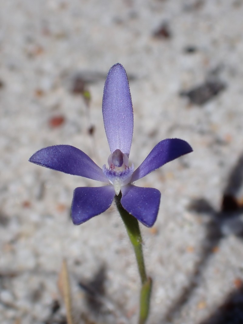Caladenia ashbyae photo 2
