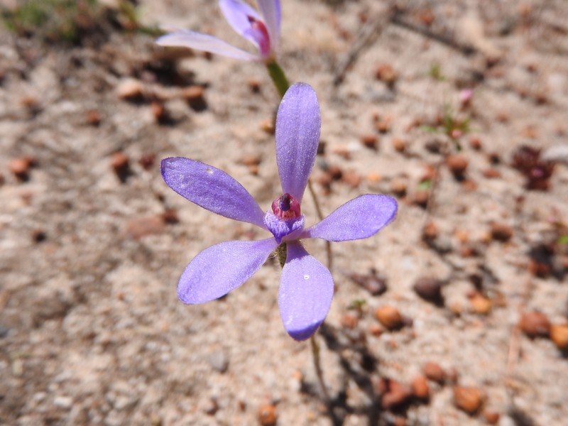 Caladenia ashbyae photo 3