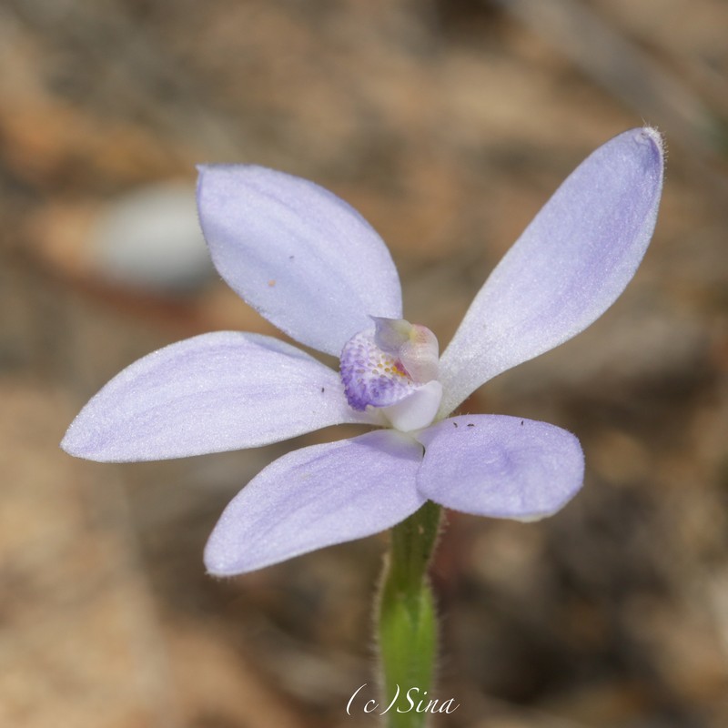 Caladenia ashbyae photo 4