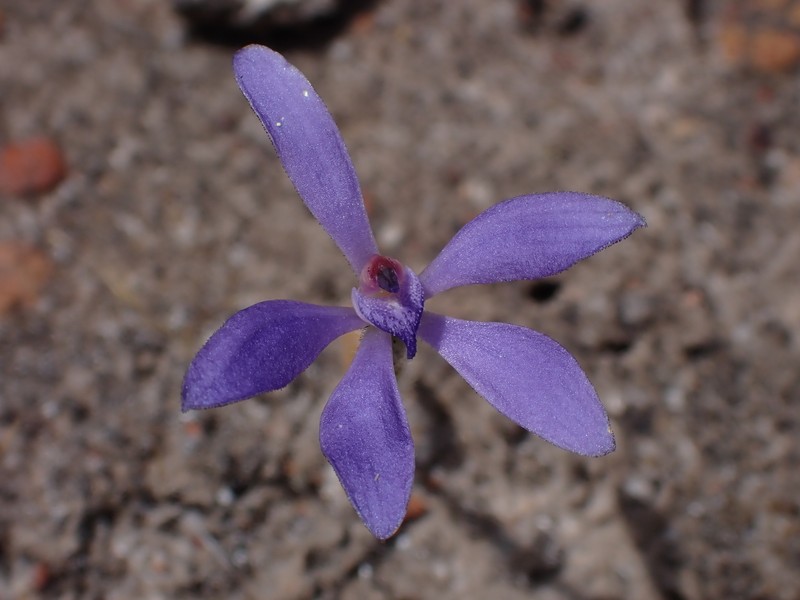 Caladenia ashbyae photo 5