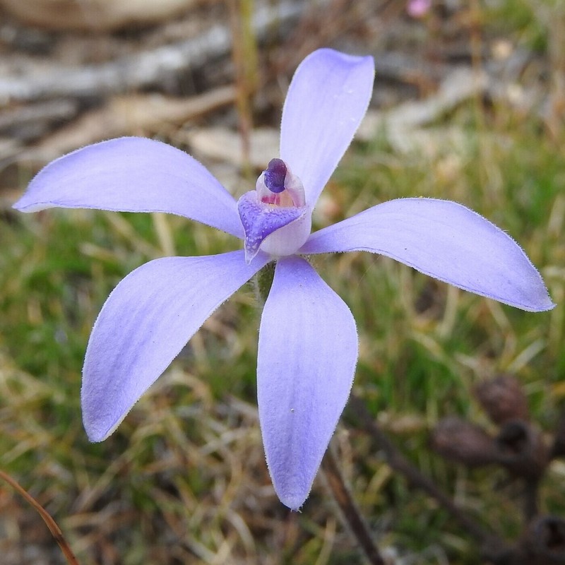 Caladenia ashbyae photo 6