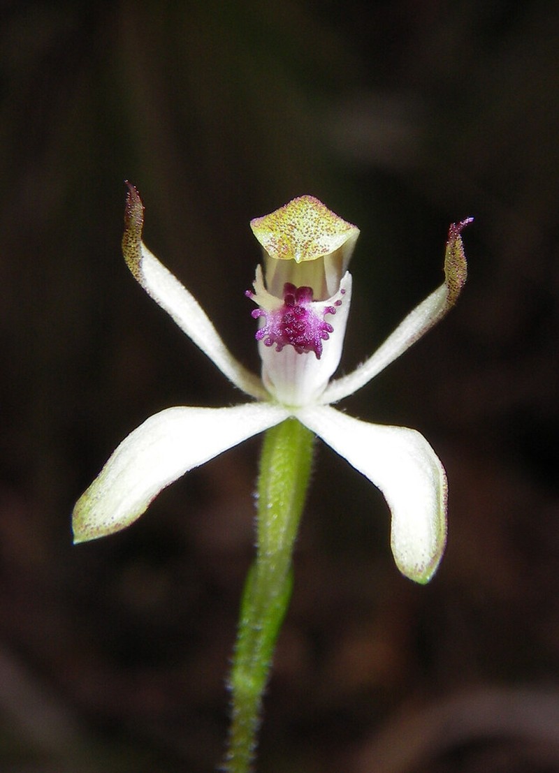 Caladenia dorrigoensis