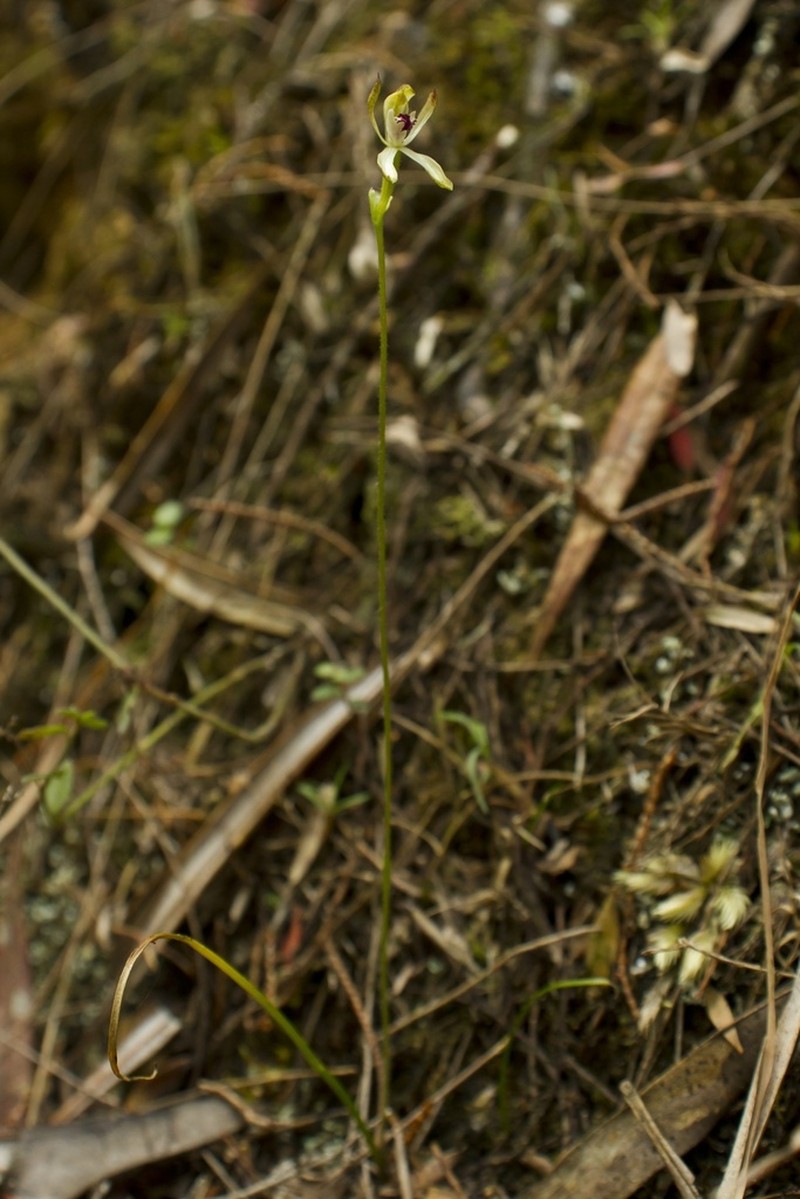 Caladenia dorrigoensis photo 3