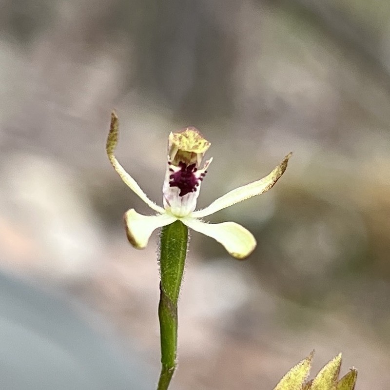 Caladenia dorrigoensis photo 4