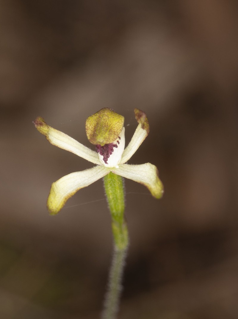 Caladenia dorrigoensis photo 5