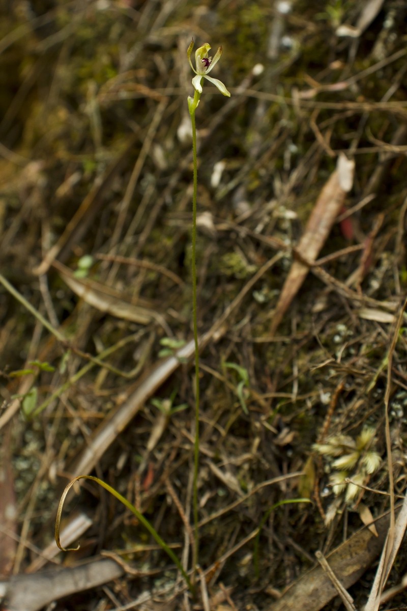 Caladenia dorrigoensis photo 6