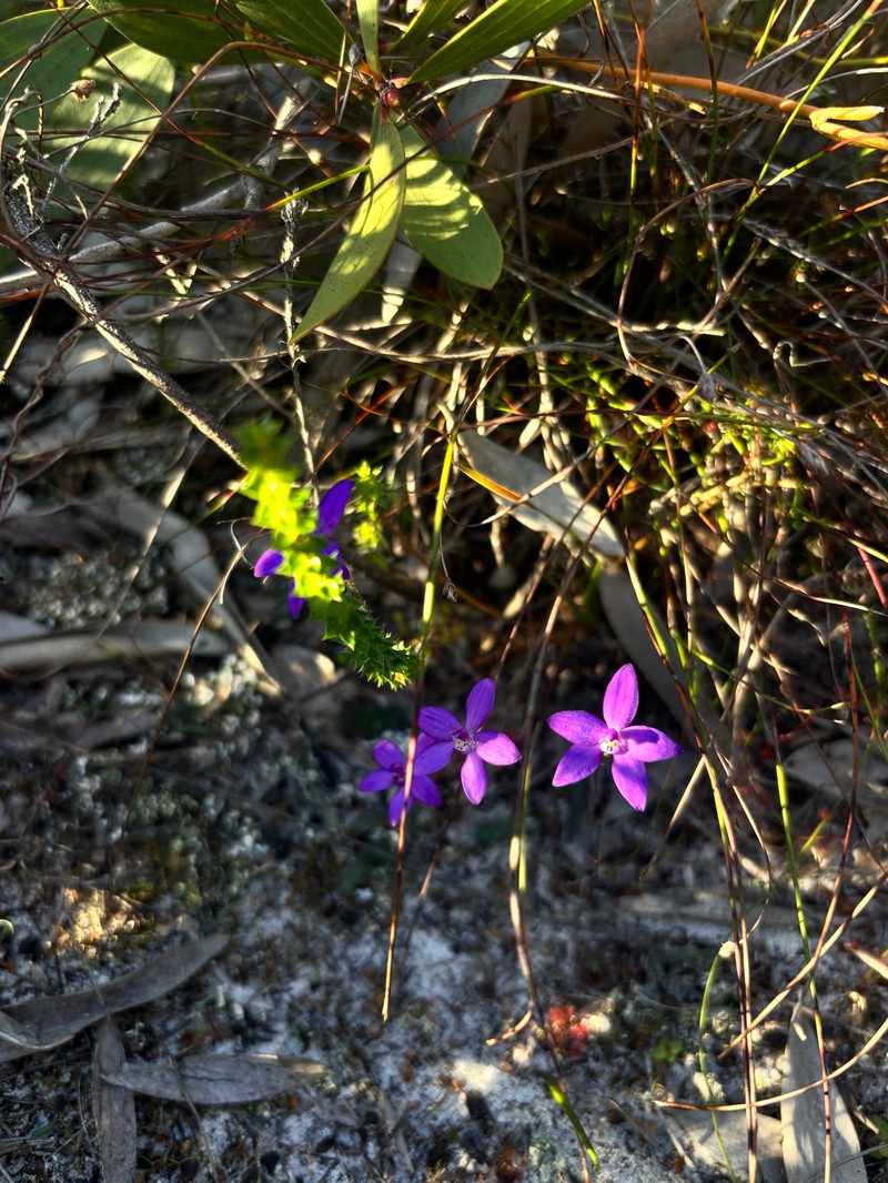 Caladenia minorata photo 2