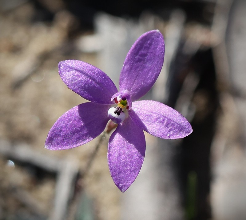 Caladenia minorata photo 3
