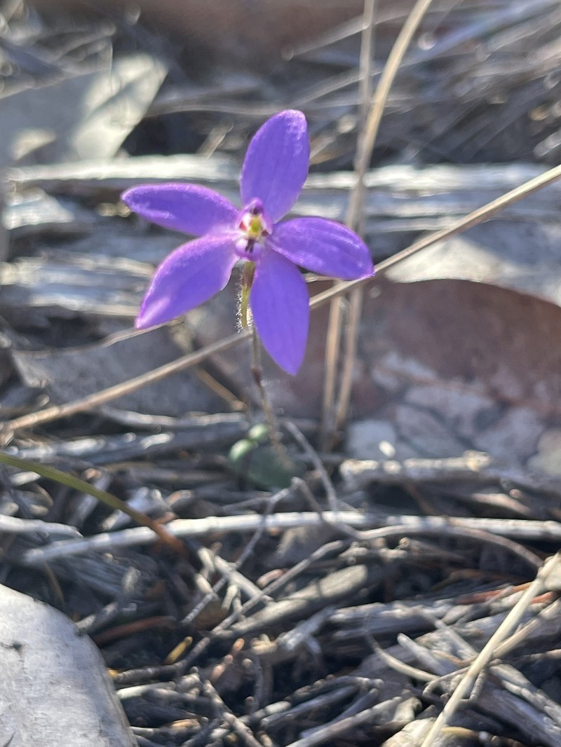 Caladenia minorata photo 4