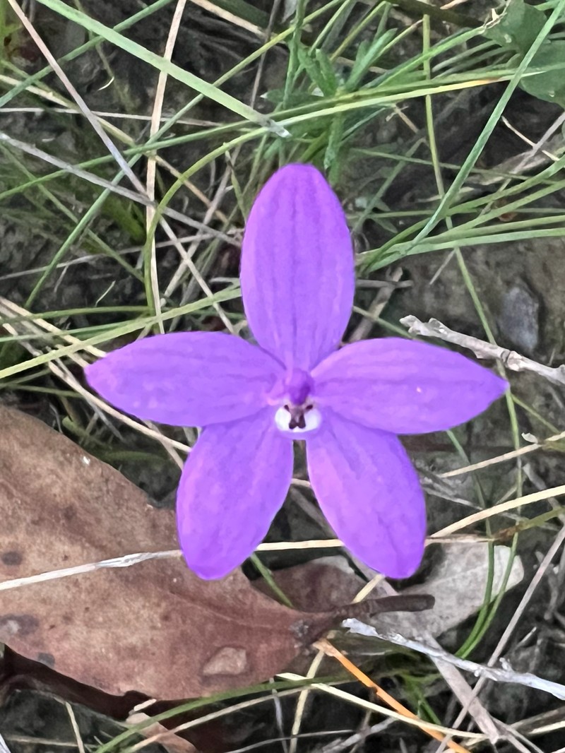 Caladenia minorata photo 5
