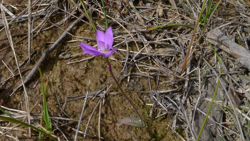 Caladenia minorata