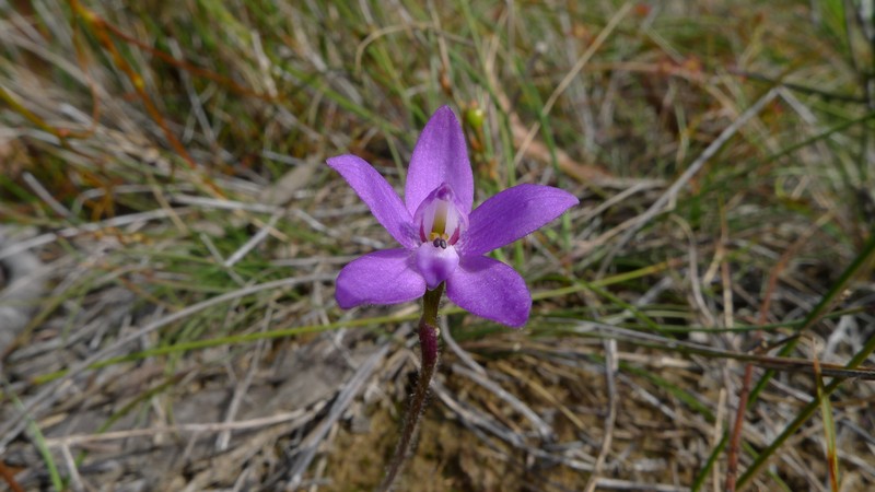 Caladenia minorata photo 6