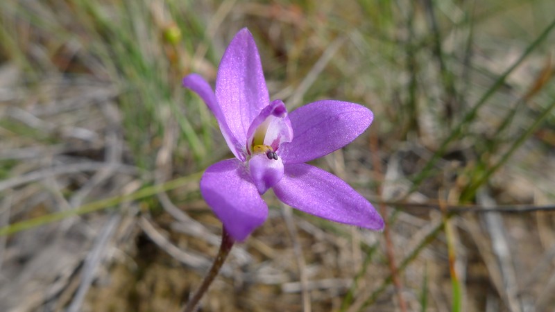 Caladenia minorata photo 7