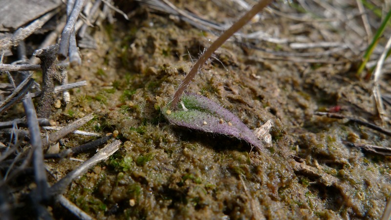 Caladenia minorata photo 8
