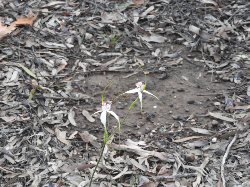 Caladenia multiplex