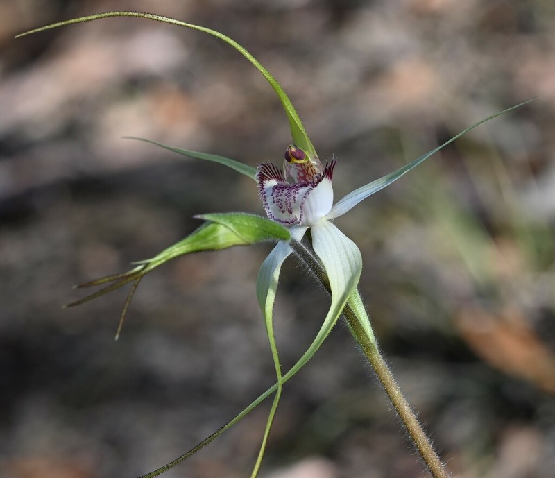 Caladenia multiplex photo 2