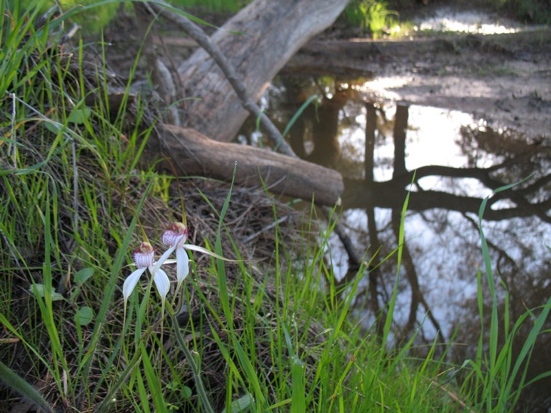 Caladenia multiplex photo 3
