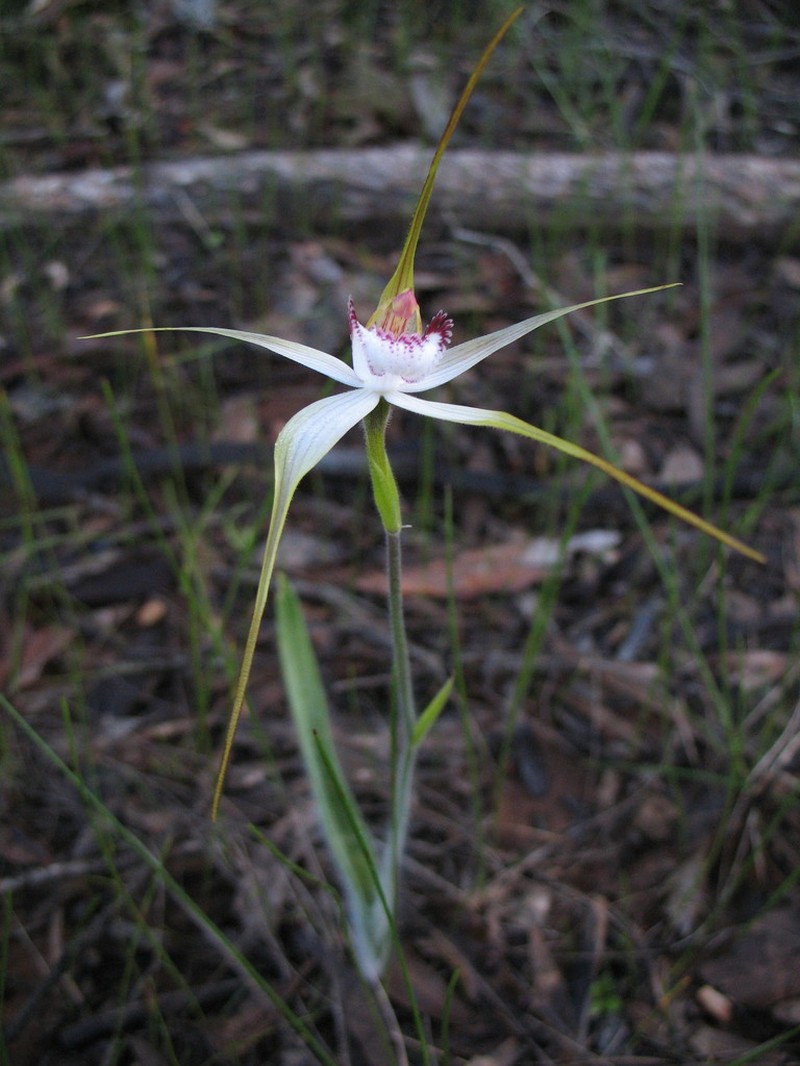 Caladenia multiplex photo 4