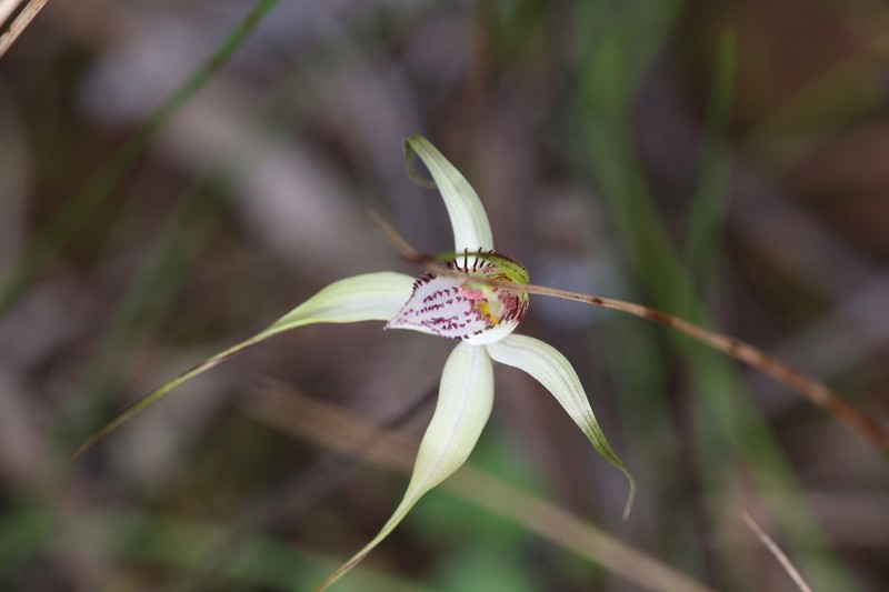 Caladenia multiplex photo 5
