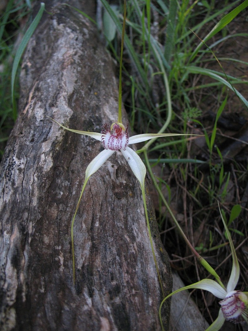 Caladenia multiplex photo 6