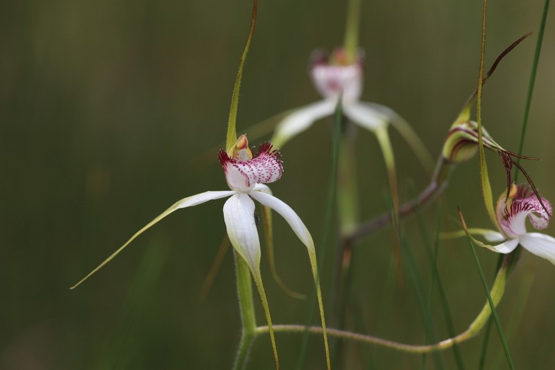 Caladenia multiplex photo 7