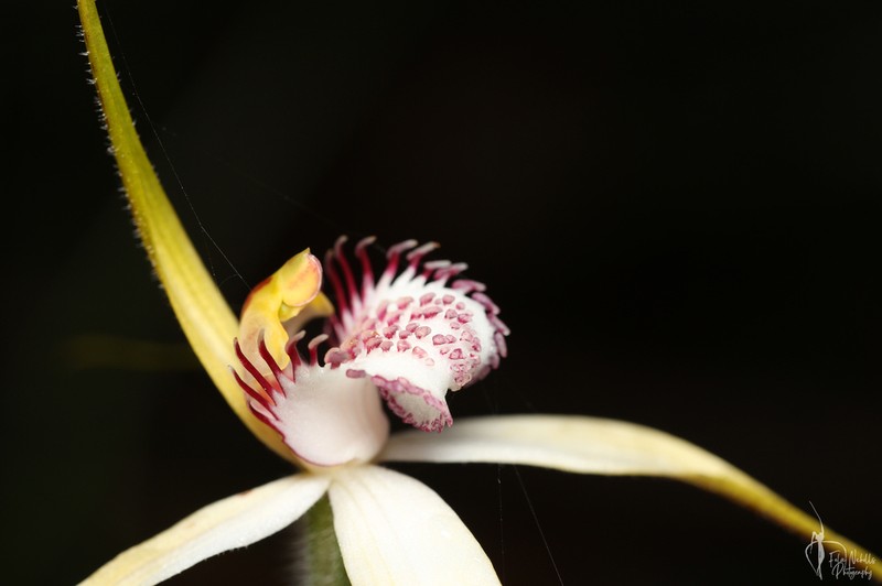 Caladenia multiplex photo 8