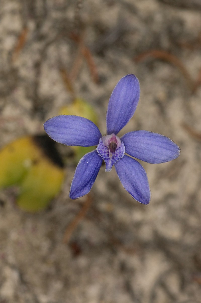 Caladenia nikulinskyae