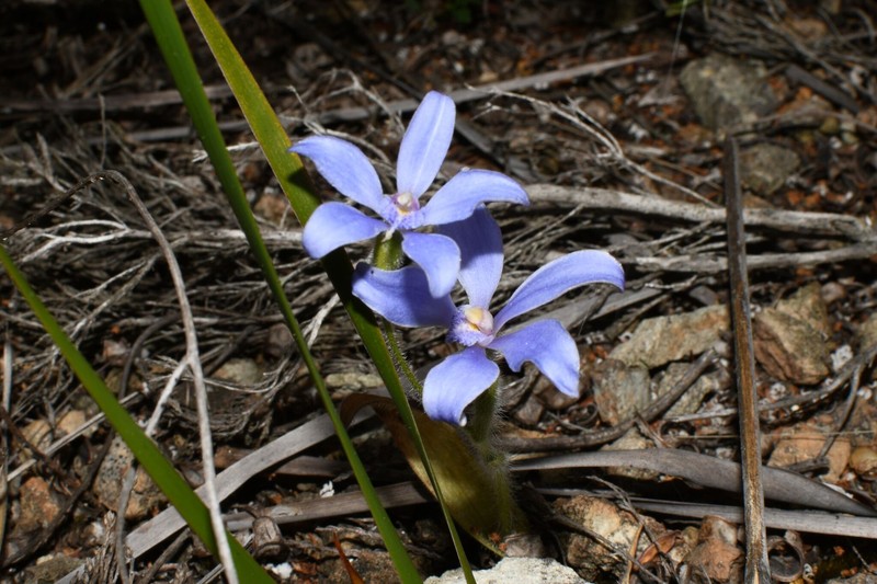 Caladenia nikulinskyae photo 2