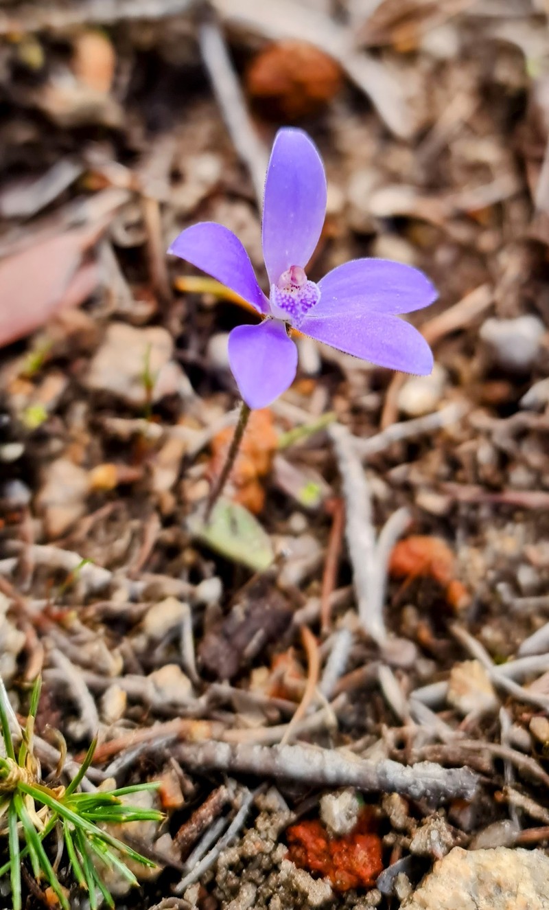 Caladenia nikulinskyae photo 3