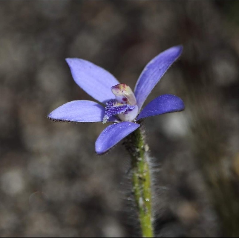 Caladenia nikulinskyae photo 4