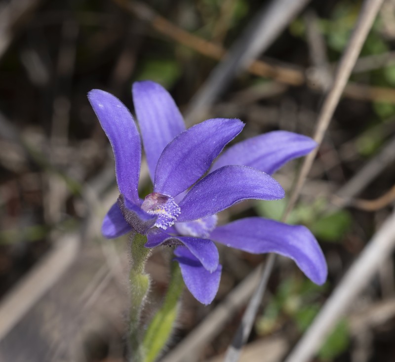 Caladenia nikulinskyae photo 5
