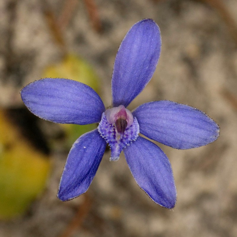 Caladenia nikulinskyae photo 6