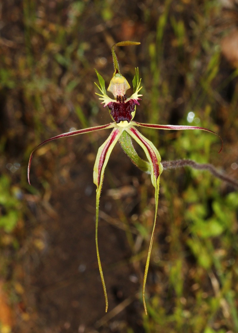 Caladenia subglabriphylla