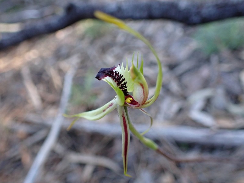 Caladenia subglabriphylla photo 2