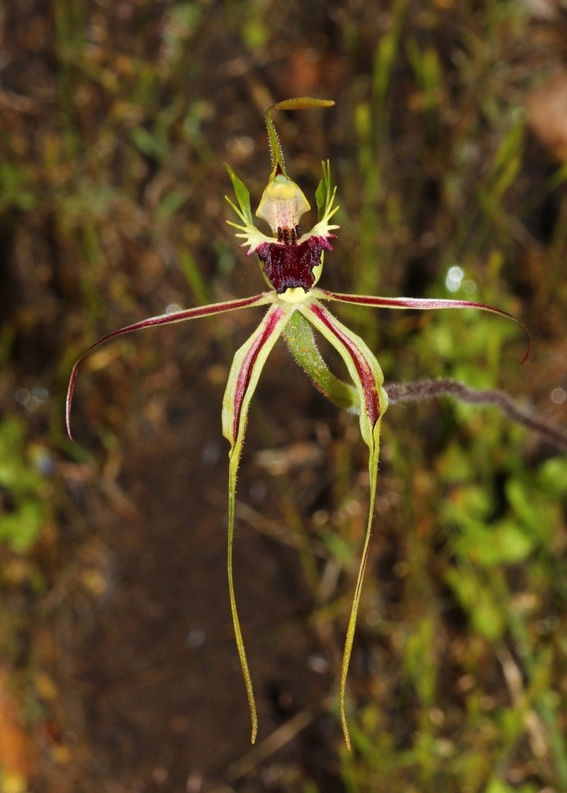 Caladenia subglabriphylla photo 3