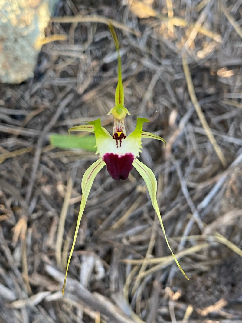 Caladenia subglabriphylla photo 4
