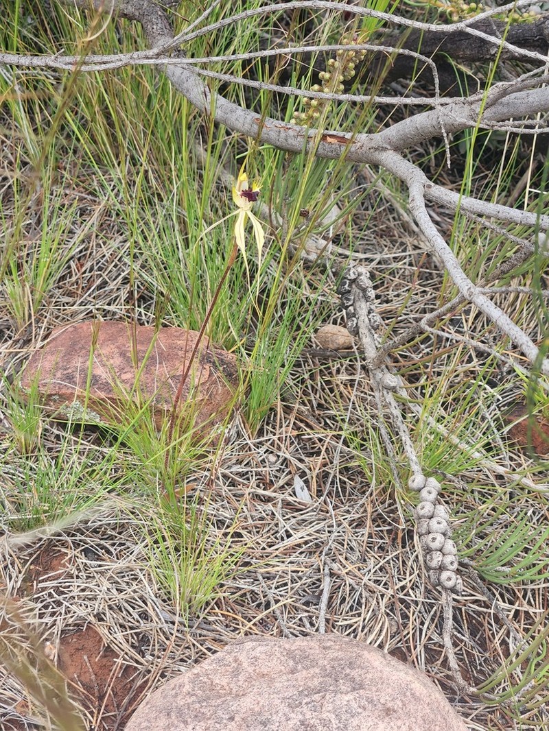 Caladenia subglabriphylla photo 5