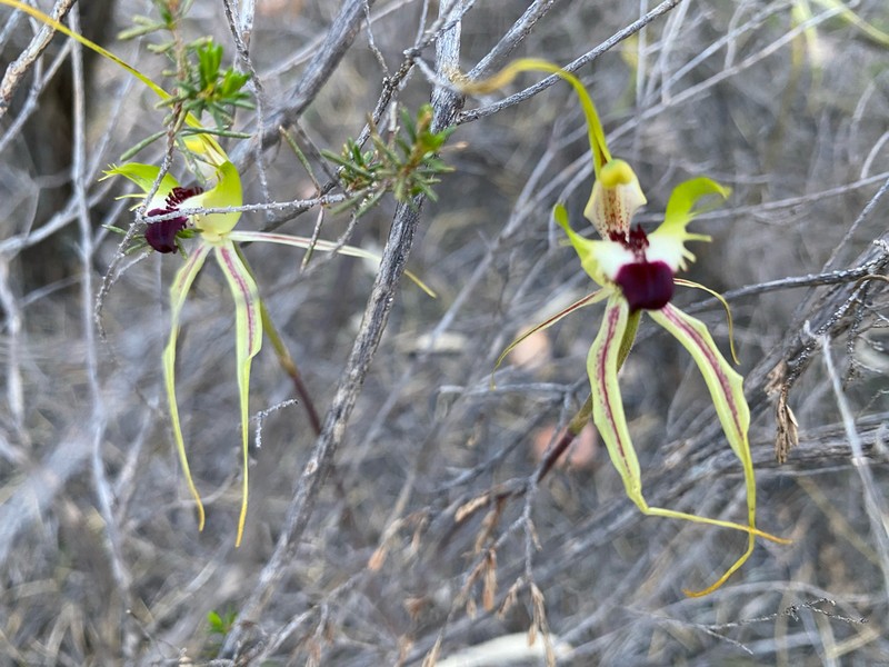 Caladenia subglabriphylla photo 6