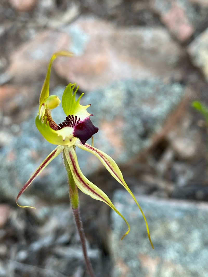 Caladenia subglabriphylla photo 7