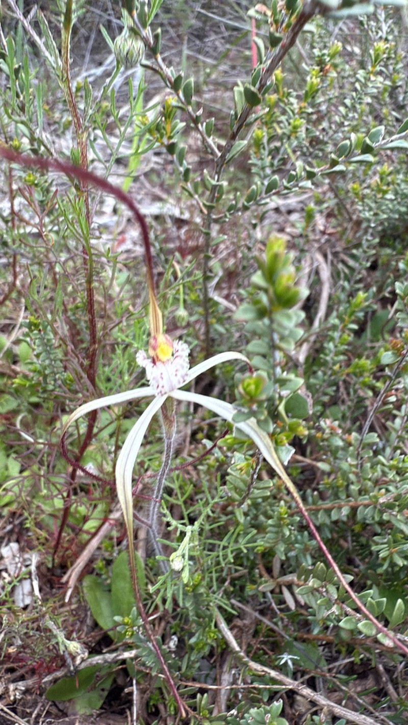 Caladenia varians
