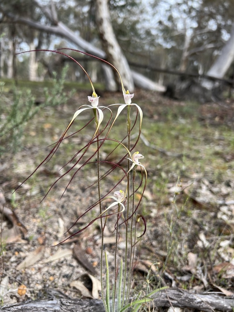 Caladenia varians photo 2