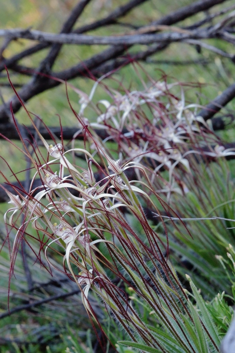 Caladenia varians photo 3