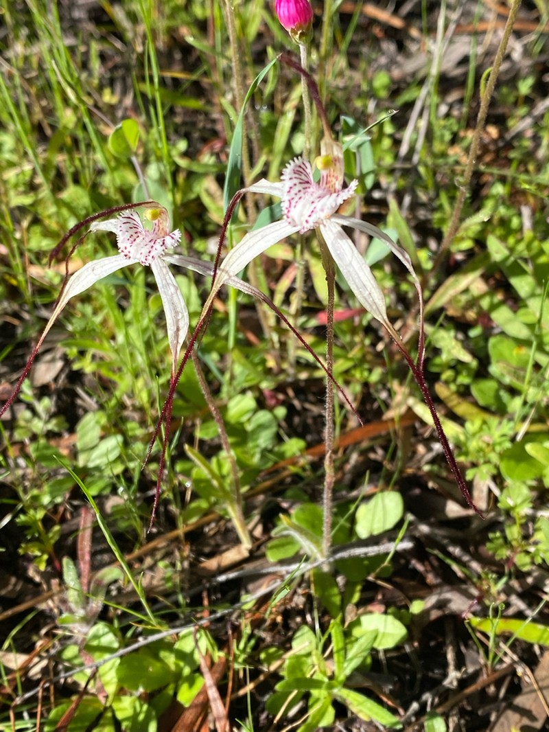 Caladenia varians photo 4