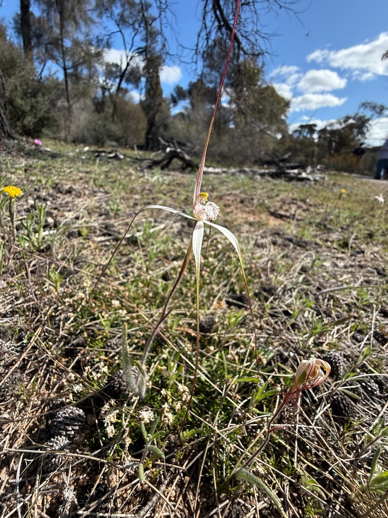 Caladenia varians photo 5
