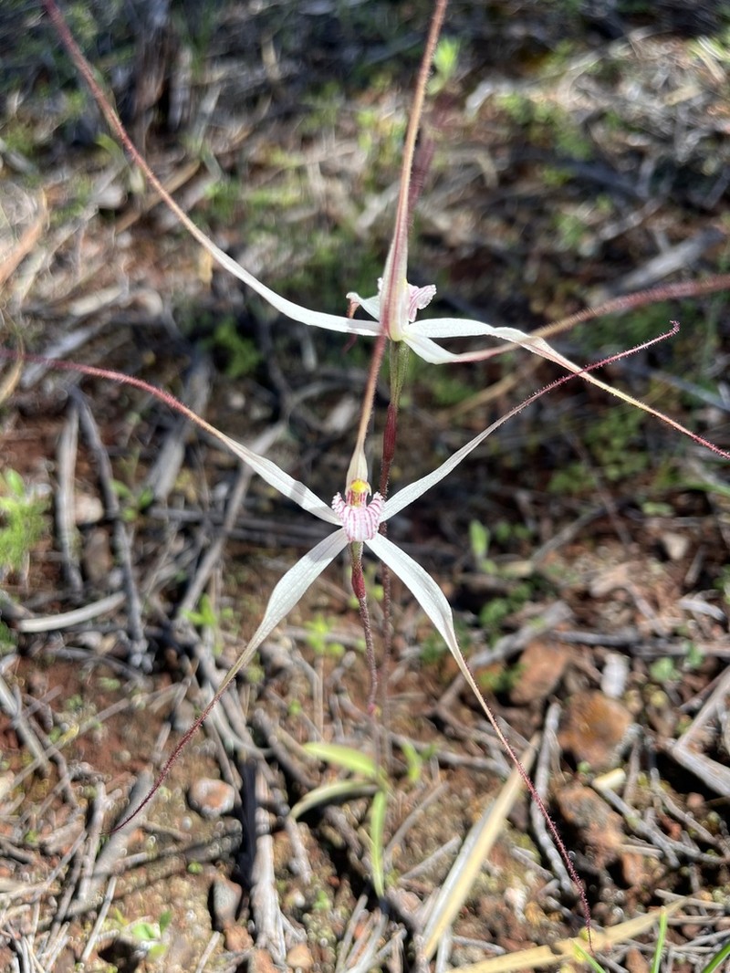 Caladenia varians photo 6