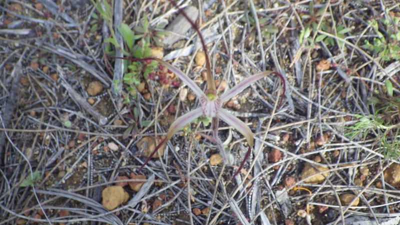 Caladenia varians photo 7