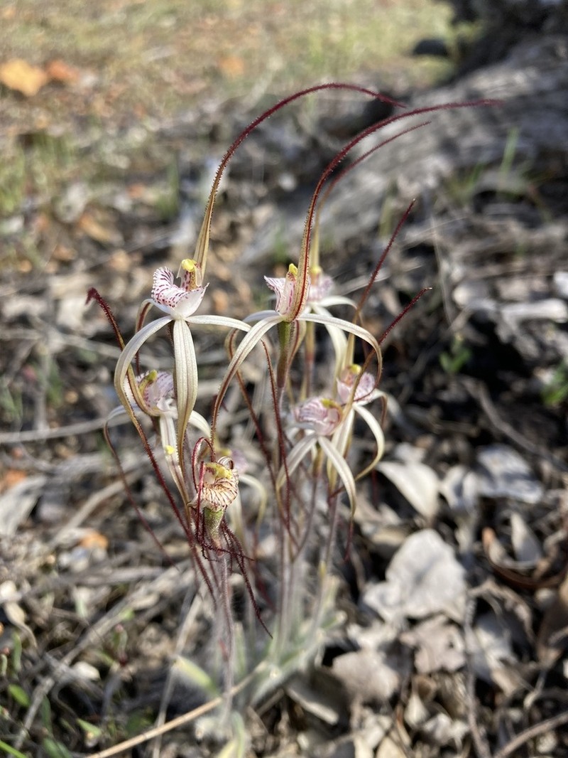 Caladenia varians photo 8